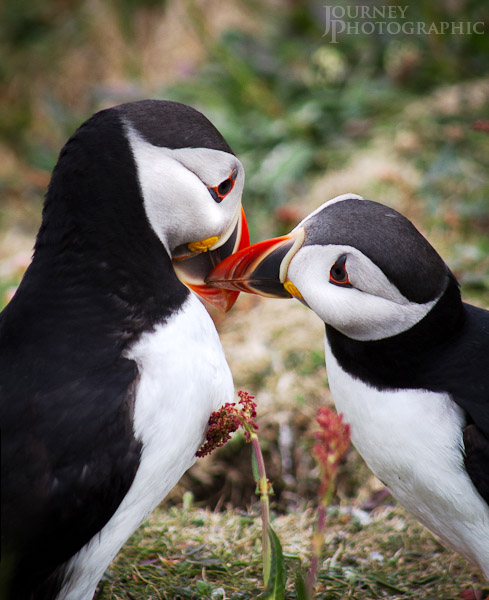 Picture of two puffins rubbing beaks together, Lunga, Scotland