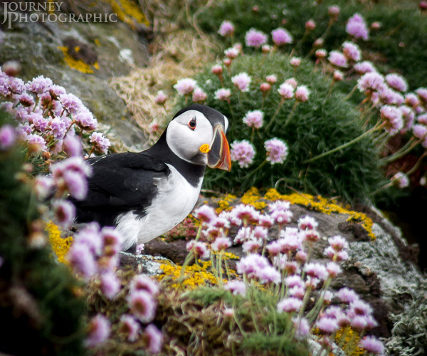 Picture of Puffin peeking out from pink flowers, Lunga, Scotland