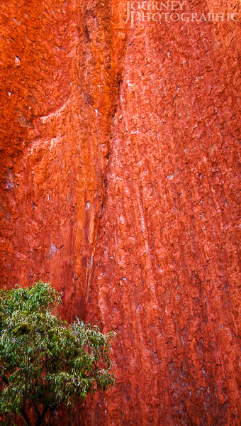 Landscape picture of gum tree and red rock, Uluru, Central Australia