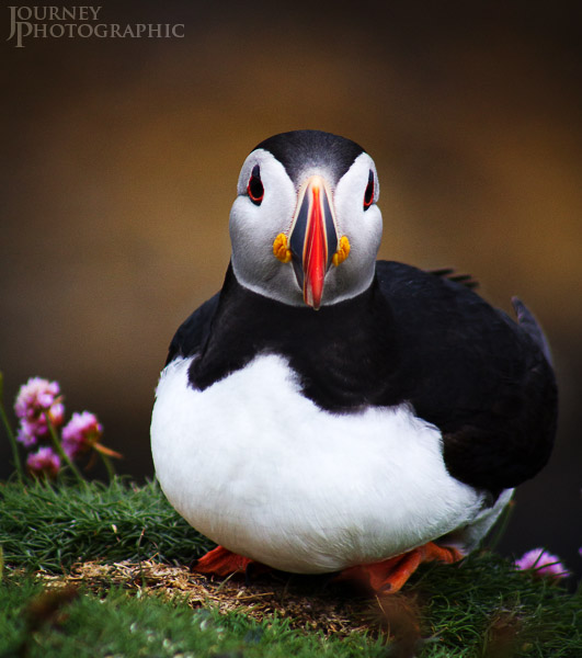 Colour picture of Puffin sitting, Lunga, Scotland