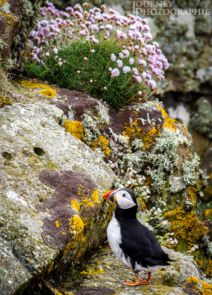Picture of hestitant puffin against cliffs with moss, lichen and flowers, Lunga, Scotland