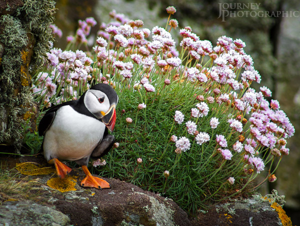 Picture of stomping puffin with sea thrift flowers, lunga island, Scotland